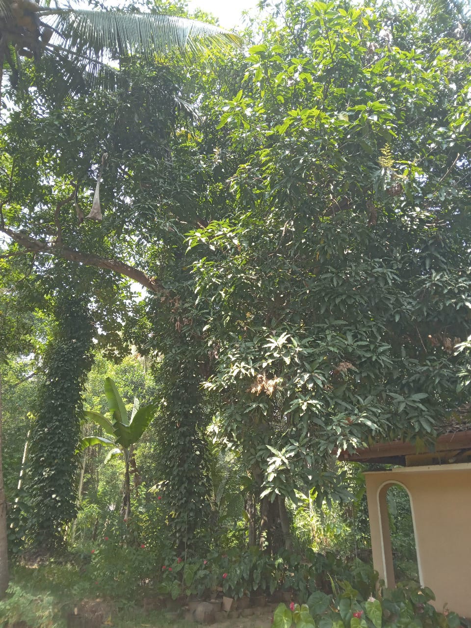 මීගහකිවුලෙන් පර්චස් 185ක සරුසාර ඉඩමක් සමඟ නිවස විකිණීමට