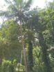 මීගහකිවුලෙන් පර්චස් 185ක සරුසාර ඉඩමක් සමඟ නිවස විකිණීමට