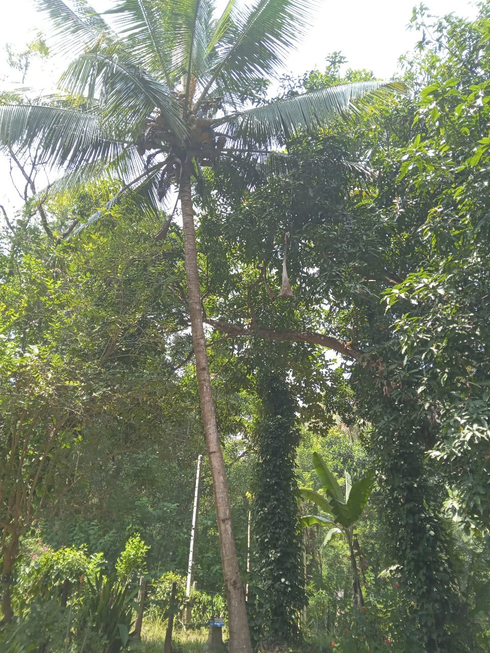 මීගහකිවුලෙන් පර්චස් 185ක සරුසාර ඉඩමක් සමඟ නිවස විකිණීමට