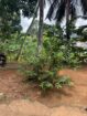 Prime Property For Sale In KandyCity,Ideal Commercial Or Residential