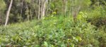 Land For Sale Near Kitulgala – 2 Acres Facing A7 Main Road