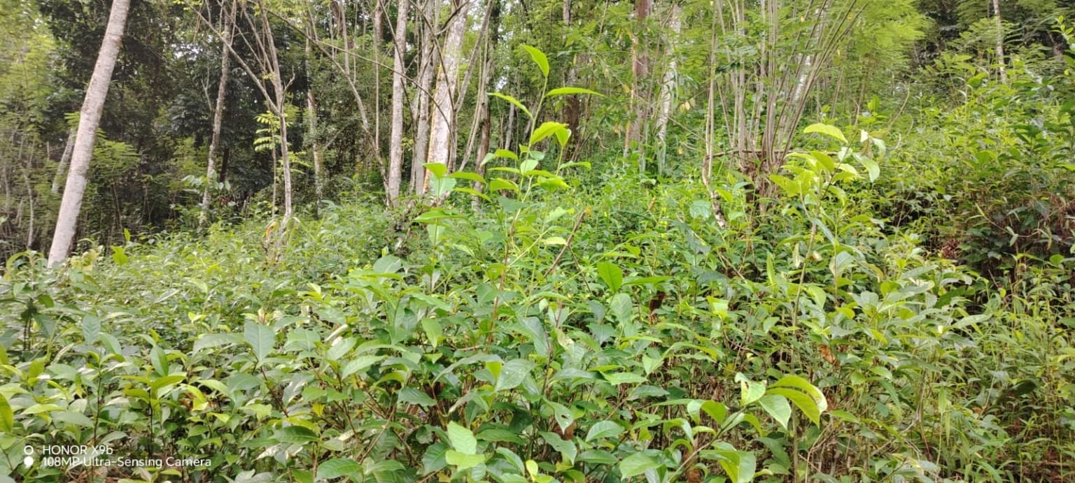 Land For Sale Near Kitulgala – 2 Acres Facing A7 Main Road