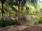 Land for Sale in Attavilluwa