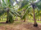 Land for Sale in Attavilluwa