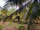 Land for Sale in Attavilluwa