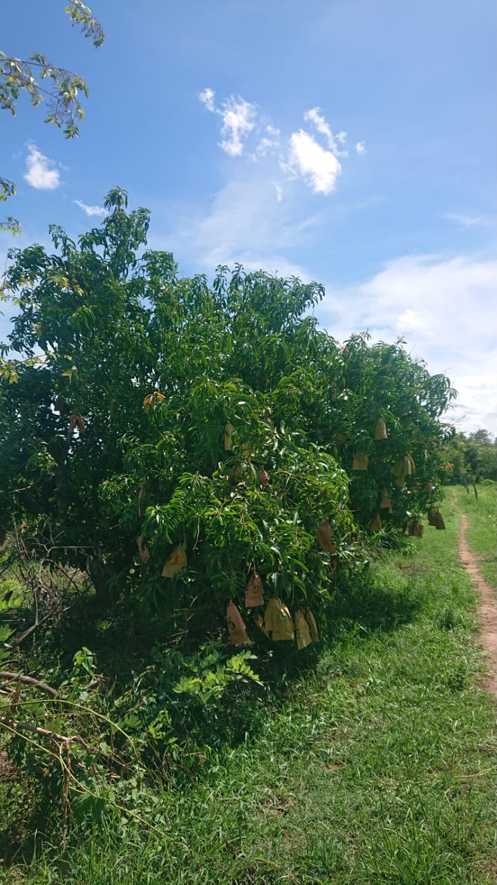අක්කර 25 කෘෂිකාර්මික ඉඩමක් විකිණීමට – වැලිකන්ද, සිංහපුර