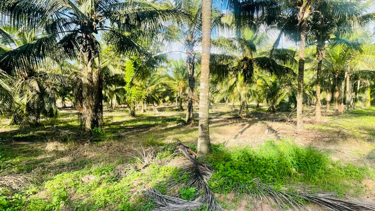 අක්කර 6 සරුසාර පොල් වත්තක් නිවසක් සමග විකිණීමට Werahera In Pannala