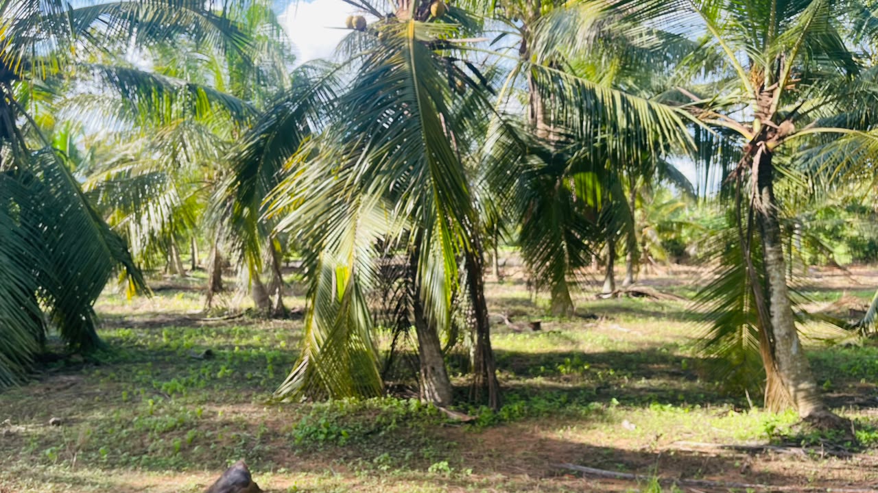 අක්කර 6 සරුසාර පොල් වත්තක් නිවසක් සමග විකිණීමට Werahera In Pannala