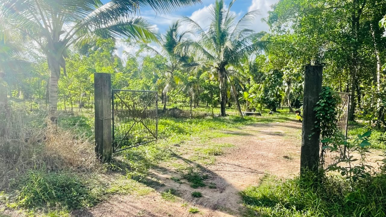 අක්කර 6 සරුසාර පොල් වත්තක් නිවසක් සමග විකිණීමට Werahera In Pannala