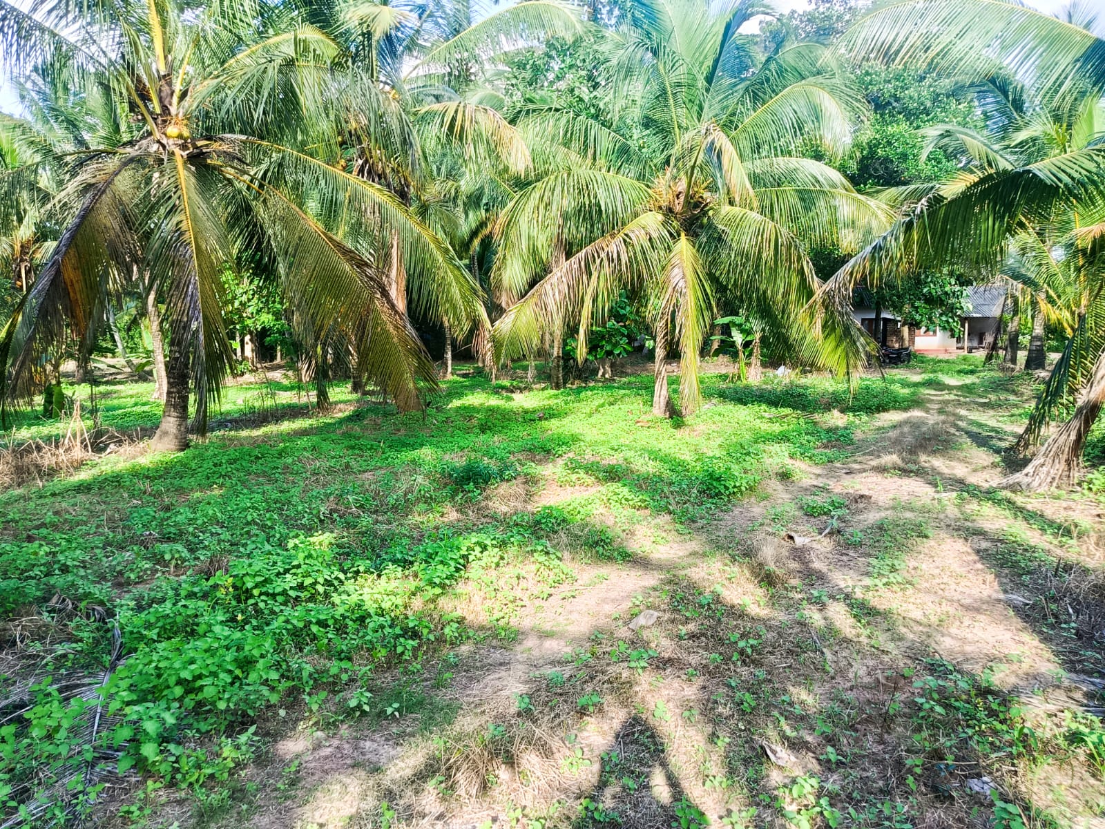 අක්කර 6 සරුසාර පොල් වත්තක් නිවසක් සමග විකිණීමට Werahera In Pannala