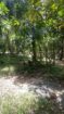Kurunegala Town Limit Land for Sale