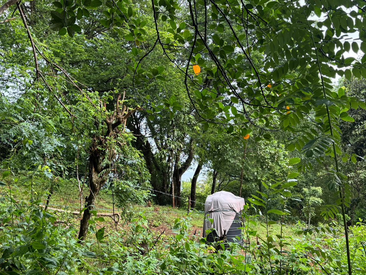 Land Sale Kemagoda In Dikwella