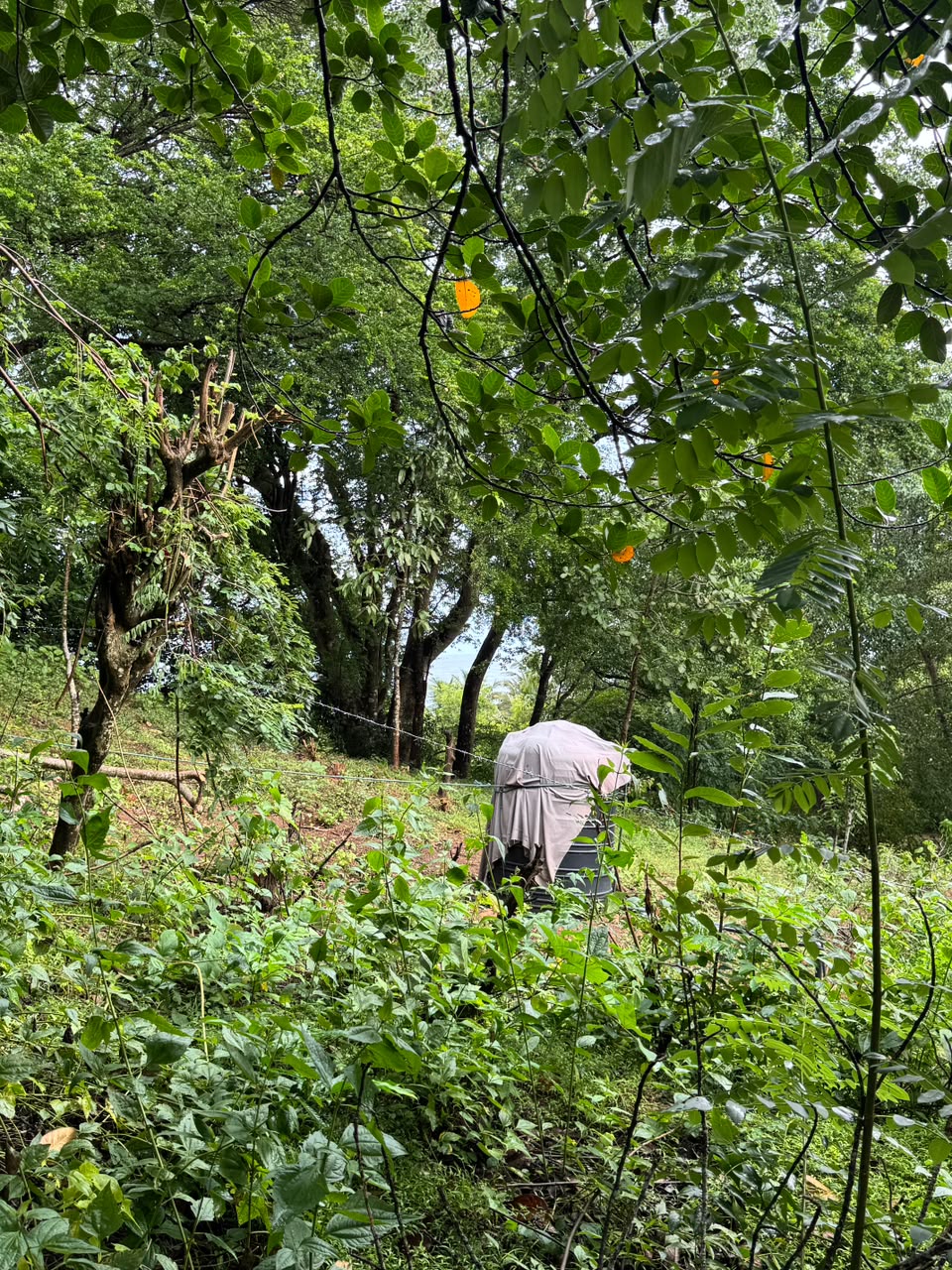 Land Sale Kemagoda In Dikwella
